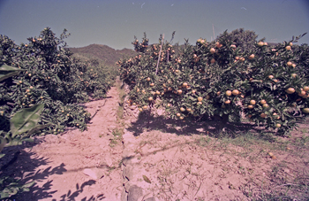 西区井口2丁目 西区井口1丁目 西区井口1丁目